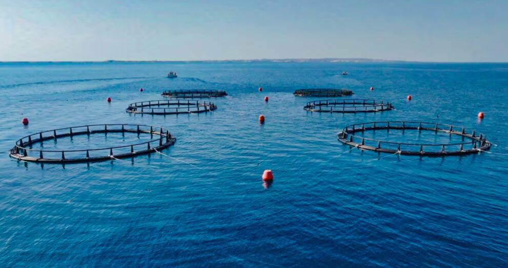 The UAE-based Aqua Bridge Group would spend ₹4,000 crore in Uttar Pradesh's fisheries sector, transforming the industry significantly. This is one of the largest foreign investments in India's aquaculture industry.