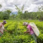Sihag Clinches First BWF International Challenge Trophy, Leads India’s Strong Show