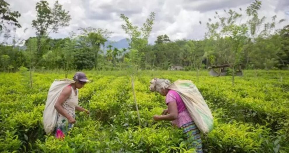 Sri Lanka has renewed its focus on increasing tea exports to India, hoping to enhance economic ties and open up new trade opportunities.