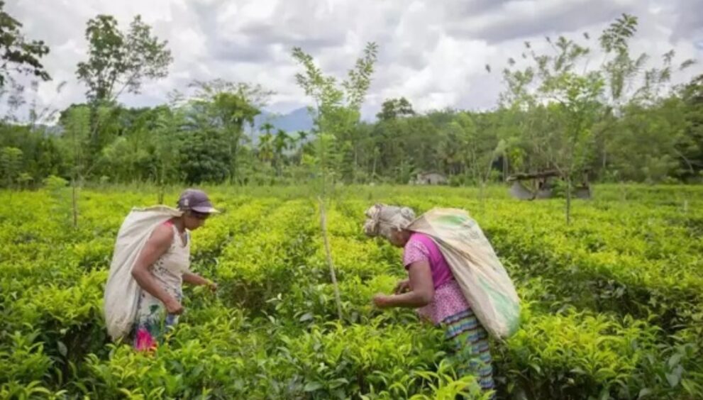 Sri Lanka has renewed its focus on increasing tea exports to India, hoping to enhance economic ties and open up new trade opportunities.