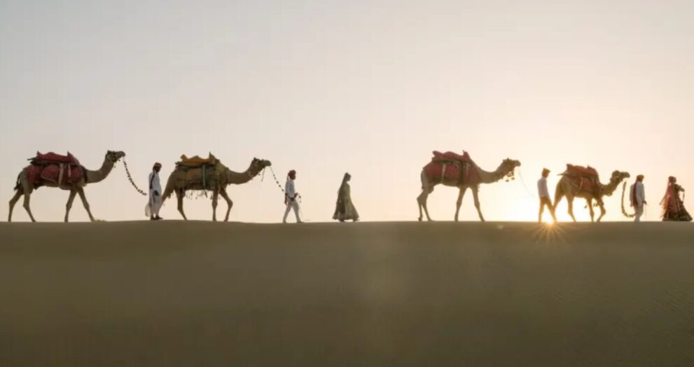 India has created the National Camel Sustainability Initiative (NCSI) to combat the alarming drop in camel numbers and revive their role in the country's ecosystem and rural economy.