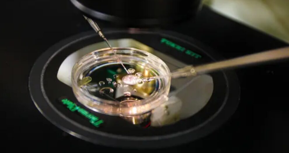 Researchers have successfully created fertilizable eggs from human skin cells, resulting in early-stage embryos.