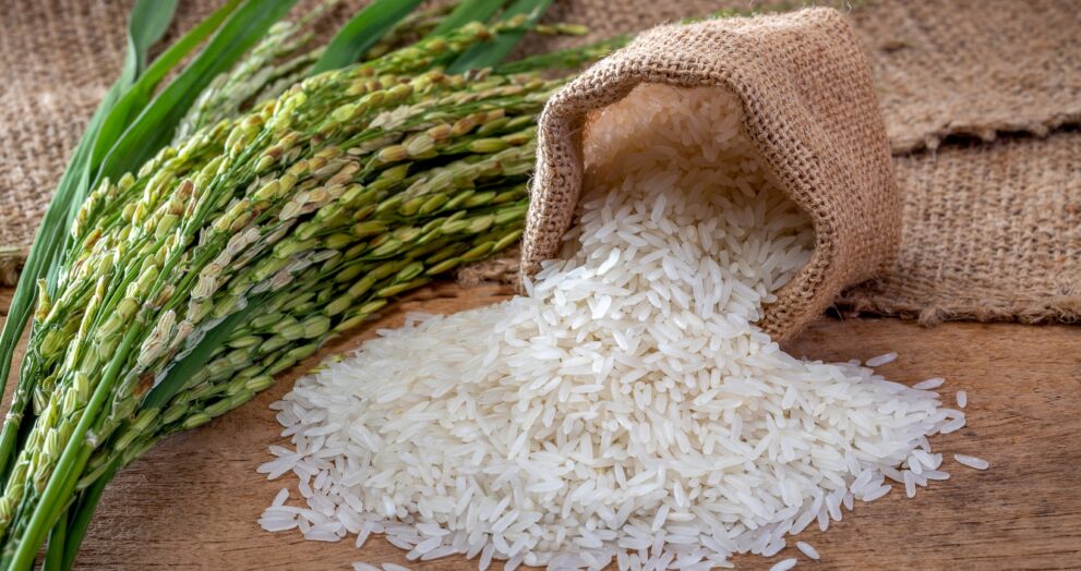 India is on track to break its own record for rice exports in 2025-26, thanks to strong output and renewed global demand. The Indian Rice Exporters Federation forecasts shipments of basmati and non-basmati rice to increase by 16% to 23.5 million tonnes, exceeding the previous peak of 22.35 million tonnes in 2022-23. Exports fell in 2023-24 due to restrictions on non-basmati types, but rebounded strongly once the curbs were relaxed, reaching 20.2 million tonnes last year. Exporters now aim to reach 30 million tonnes by 2026-27, a milestone India has never reached. The US Department of Agriculture also expects India's exports to remain strong, at roughly 25 million tonnes in 2025-26. Strong government incentives and improved farming practices have increased output, making India the world's greatest rice producer in 2024-25, with 150 million tonnes. India exports rice to over 172 countries and is pursuing new markets with low penetration. The Indian Rice Exporters Federation identified 26 potential markets, including Indonesia, the Philippines, Japan, and Mexico. Expanding market share in these nations could help India meet its lofty export targets. With rising yields, increased production, and massive surplus stocks, India is strengthening its position in the global rice trade.