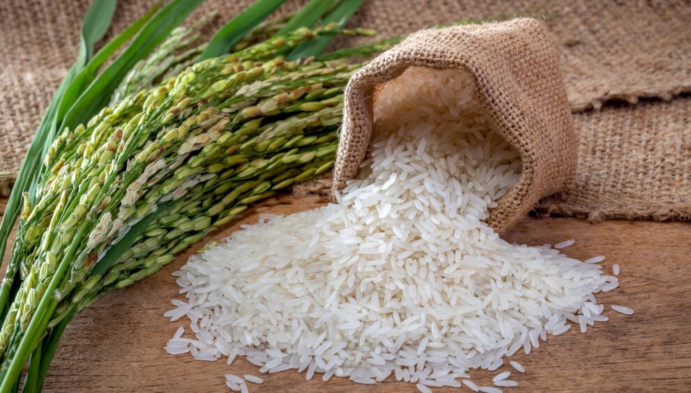 India is on track to break its own record for rice exports in 2025-26, thanks to strong output and renewed global demand. The Indian Rice Exporters Federation forecasts shipments of basmati and non-basmati rice to increase by 16% to 23.5 million tonnes, exceeding the previous peak of 22.35 million tonnes in 2022-23. Exports fell in 2023-24 due to restrictions on non-basmati types, but rebounded strongly once the curbs were relaxed, reaching 20.2 million tonnes last year. Exporters now aim to reach 30 million tonnes by 2026-27, a milestone India has never reached. The US Department of Agriculture also expects India's exports to remain strong, at roughly 25 million tonnes in 2025-26. Strong government incentives and improved farming practices have increased output, making India the world's greatest rice producer in 2024-25, with 150 million tonnes. India exports rice to over 172 countries and is pursuing new markets with low penetration. The Indian Rice Exporters Federation identified 26 potential markets, including Indonesia, the Philippines, Japan, and Mexico. Expanding market share in these nations could help India meet its lofty export targets. With rising yields, increased production, and massive surplus stocks, India is strengthening its position in the global rice trade.