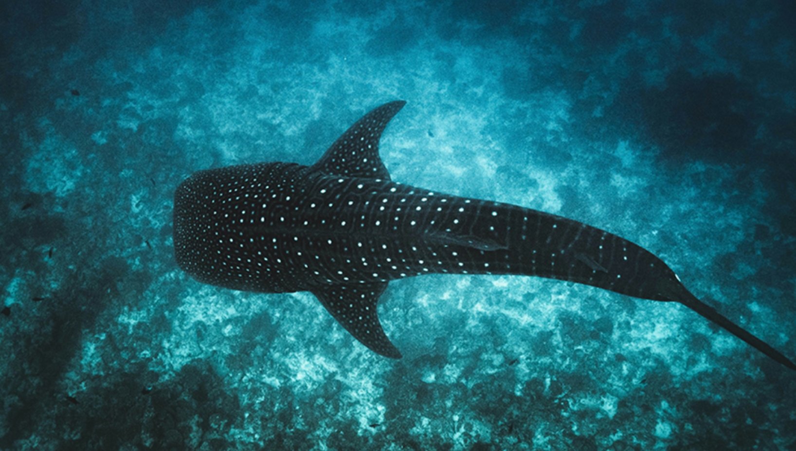 The International Union for Conservation of Nature (IUCN), the Ministry of Tourism and Environment of the Maldives, and Huawei have launched a new initiative to modernise the management of the South Ari Marine Protected Area (SAMPA) under the Tech4Nature programme.