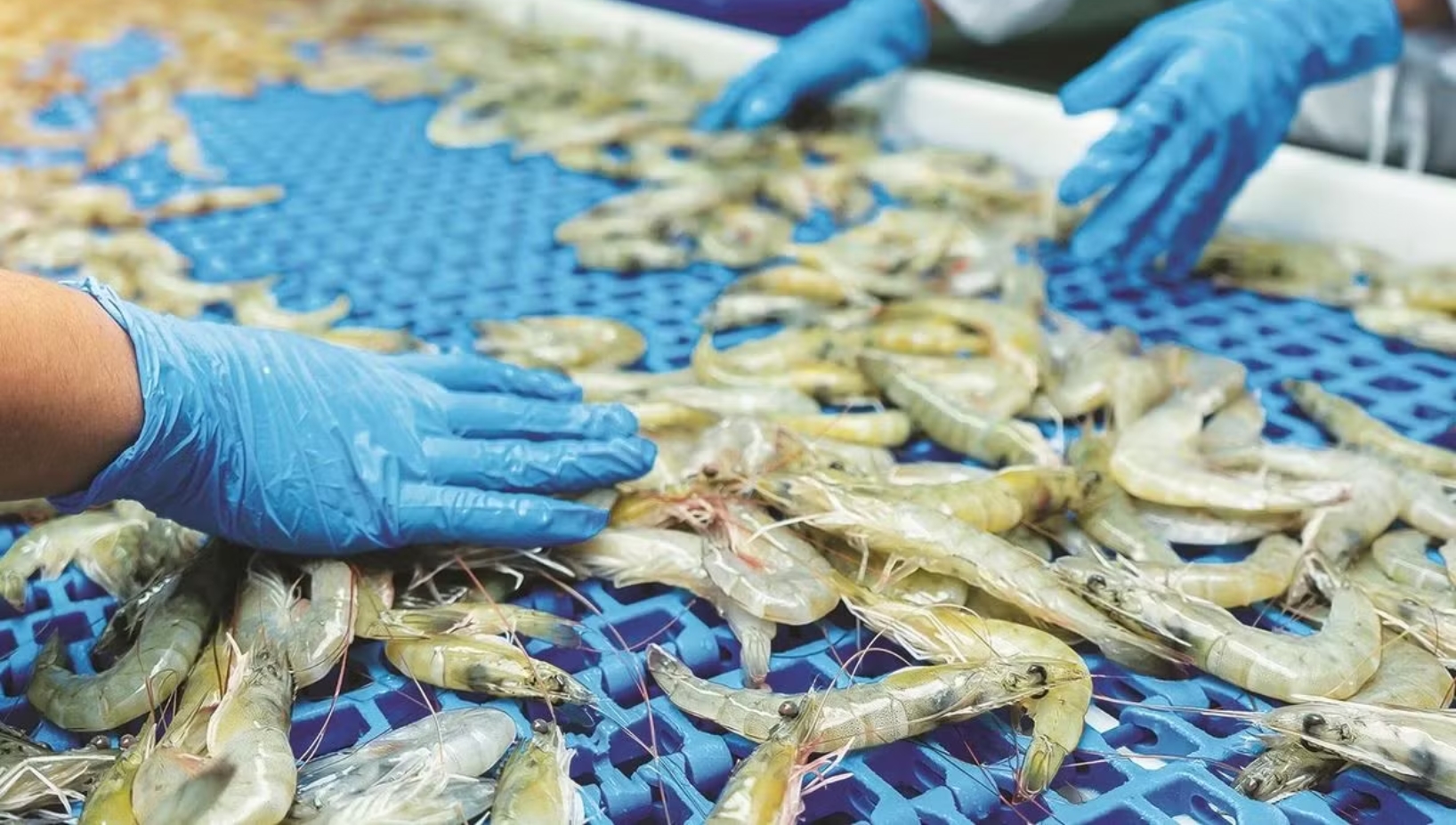 India’s marine exports reached a record Rs 72,326 crore in FY26, demonstrating resilience despite challenges such as US tariffs and disruptions in West Asia.